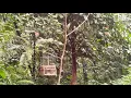 Download Lagu Melatih denak baru dengan burung hutan - merbah lekir