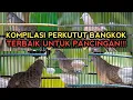 Download Lagu KOMPILASI SUARA PANCINGAN PERKUTUT BANGKOK PALING AMPUH 100% BIKIN SEMUA PERKUTUT BANGKOK NYAUT