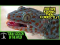 TOKAY GECKOS IN THE WILD are we keeping them correctly - Adventures in THAILAND 2020