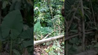 intip abg mesum di hutan