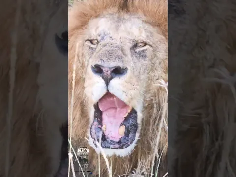 🦁🦁 Lion King Nkarabali 🦁🦁 #vivoX300pro #wildlife