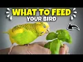 Download Lagu How to Feed your Pet Bird | A Guide for Seeds, Veggies and Pellets