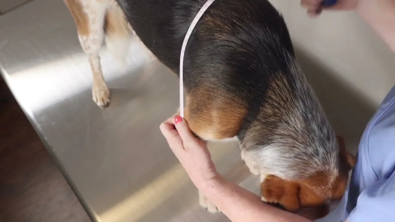 Training on how to measure a dog for a canine protective elbow sleeve for hygromas