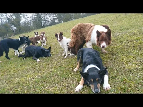 Download MP3 Border collie puppies: play is preparation for work