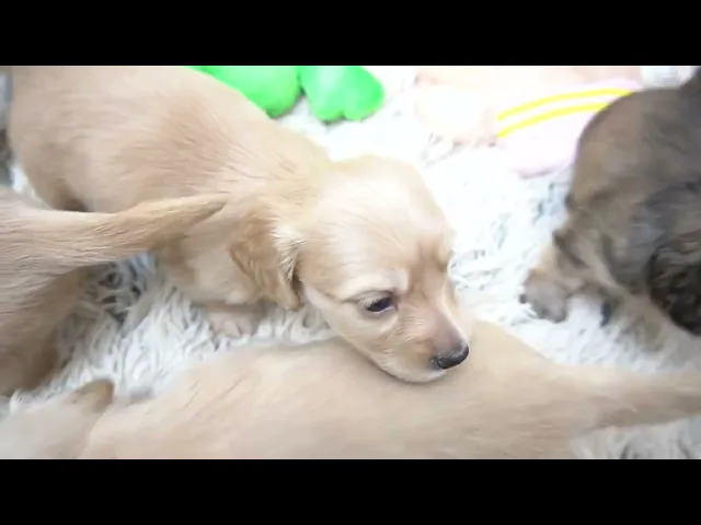 動画