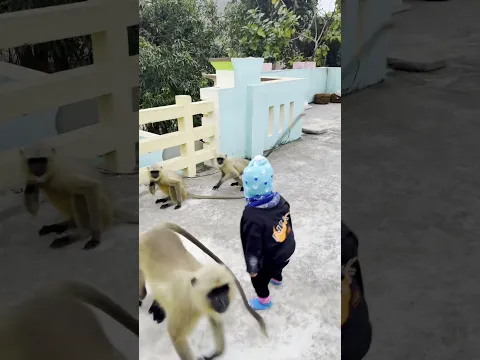 Bajeang Dal β Part 285 πΊππ Langur Ka JalwaSweet bonding with nature π³