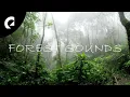 Download Lagu 20 Minutes of Nature Forest Sounds - Birds, Insects, Crickets 🌳🐦🦗