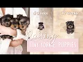 RAISING TINY YORKIE PUPPIES Age 3 - 12 Weeks