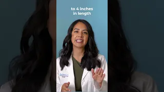 OurDoctor Penis Size 101 