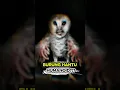 Lagu HUMANOID OWL… Makhluk Burung Hantu Paling Tidak Normal?