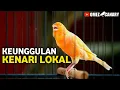 Download Lagu KELEBIHAN \u0026 KEKURANGAN KENARI LOKAL‼️Pemula wajib tau keistimewaannya