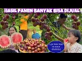 Download Lagu PLUM CERRY SUDAH MENGHITAM BUAH MELIMPAH HASIL PANEN BANYAK LANJUT CEK SEMANGKA DIKEBUN 