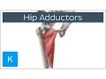 Anatomy of the Hip Adductor Muscles - Human Anatomy Kenhub