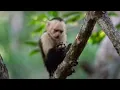 Download Lagu Cappucin Monkeys | Wild Caribbean | BBC Studios