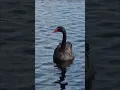 Download Lagu Solitary black swan is approaching #cygnus #blackswan #waterfowl  #bird #vogel #nature #natuur