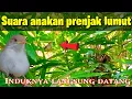 Download Lagu Suara anakan prenjak lumut/lancur untuk pikat agar indukan cepat datang