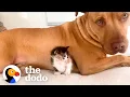 Lagu Pittie Becomes Guard Dog To Tons Of Rescue Kittens | The Dodo
