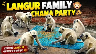 🌰🐒 Bahut Saare Langur Ek Saath Chana Khane Aa Gaye 😍 | Langur Feeding