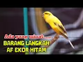 Download Lagu yukkk di KEPOIN...Inikan yang kalian cari..? BURUNG  Kenari GACOR PANJANG.MATERI JALAN LAPANGAN