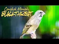 Lagu MASTERAN BLACKTHROAT GACOR efectif BUAT kenari PAUD BELAJAR BUNYI Cengkok mewah agar CEPET GACOR