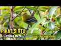Download Lagu 🎶 Pikat \u0026 Pancingan Burung Sirtu Paling Gacor | Dijamin Panen