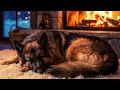 Cozy Winter Ambience with Sleeping Dog Fireplace Blizzard Sounds No Loop