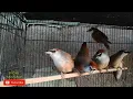 Download Lagu Ombyokan Burung KASO KASO