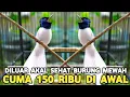 Download Lagu EDAN MAU CARI KEMANA MODAL DI AWAL 150 RIBU SUDAH DAPET BURUNG SEMEWAH INI DI PASAR BURUNG PRAMUKA 