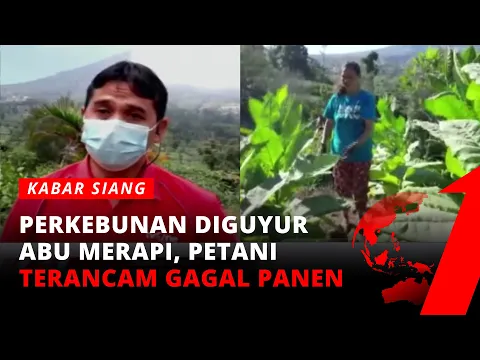 Hujan Abu Gunung Merapi, Petani Terancam Gagal Panen