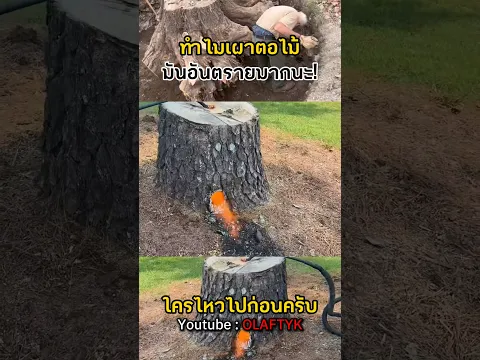 ทำไมช่างมืออาชีพ ถึงจุดไฟ "เผาข้างในตอไม้"? #shorts