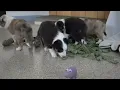 Shetland Sheepdog Puppies For Sale