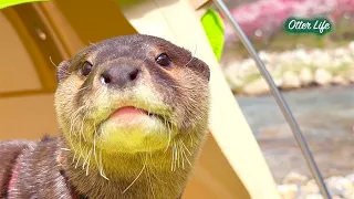 [元ネタ] 【セルフ整体？】石を腰に敷いたり枕にしたり…カワウソの石の使い道がプロすぎてウケる