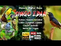 Download Lagu MURAI BATU SINGO EDAN JUARA NASIONAL!! MATERI HARIAN MURAI BATU SINGO EDAN ANDRI BOLANG
