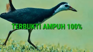 dijamin suara ruak ruak pemikat auto dapat banyak 