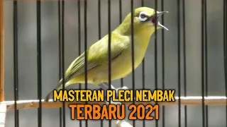 Download Masteran Pleci Nembak Sejalur Terbaru 2021 - Masteran Pleci MP3