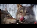 Awesome Wolf Howling Compilation