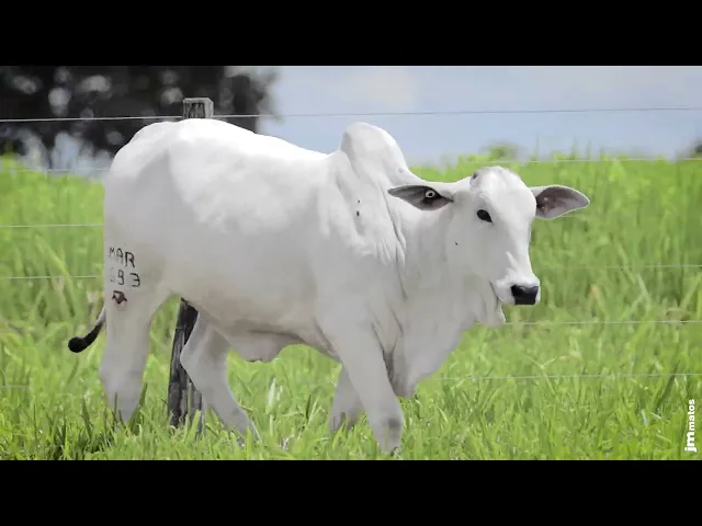 Novilha Nelore MMAR - 4728