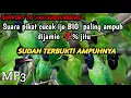 Download Lagu Suara pikat burung cucak ijo_suara asli cucak ijo hutan_suara jernih Dijamin ampuh dan jitu