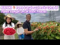 Download Lagu PERDANA‼️ PANEN BANYAK RASPBERRIES TAHUN INI || PANEN BANYAK UNTUK STOCK FREEZER 