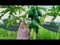 Lagu Panen Pepaya Muda, Buat Pepaya Mustofa Cemilan Favorit Keluarga Akung Uti | Kampung Halaman