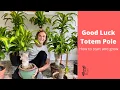 Download Lagu Good Luck Totem Pole Growing Guide - Brazilian Wood Plant - Dracaena fragrans