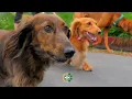 Metropolitan Veterinary Hospital - Pet Emergency Specialty Care