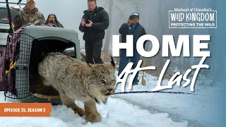 Bringing the Elusive Canada Lynx Back to Washington Protecting the Wild