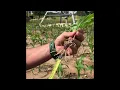 Corn Planting Depth - complete version