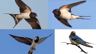 صوت طائر السنونو للصيد                         دندنها