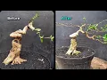 Lagu Step by step  guide to creating  a sancang exstrim  ( premna microphila) 