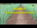 Download Lagu CARA MENANAM BAWANG MERAH ORGANIK ( TANPA PUPUK KIMIA DAN PESTISIDA )