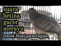 Download Lagu suara perkutut betina gacor bikin emosi jantan