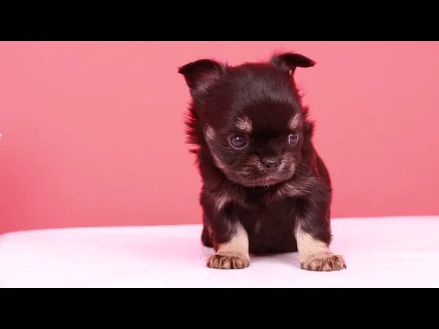動画