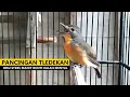 Download Lagu Suara Tledekan Gunung BETINA PIKAT ‼️ Terapi AMPUH Mengatasi Sulingan jantan macet bunyi agar GACOR